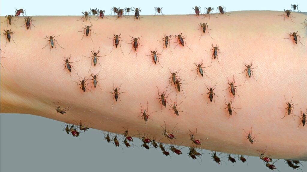 Revelan Por Qu Los Mosquitos Pican M S A Unas Personas Que A Otras