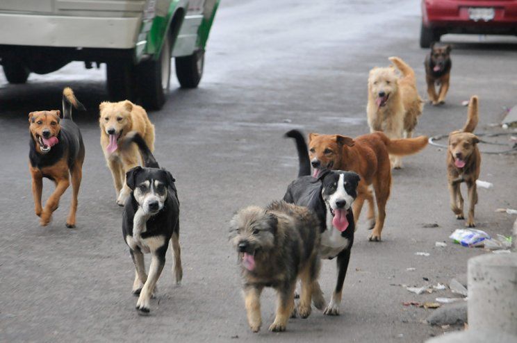 Mar del plata: una nena en terapia intensiva tras ser mordida por una jauría de perros 2 Mar del plata: una nena en terapia intensiva tras ser mordida por una jauría de perros