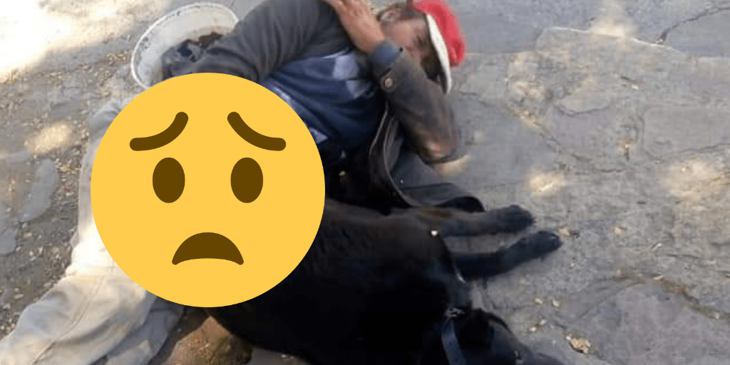 ¡indignante Un Hombre Viola Perros Callejeros En Bariloche