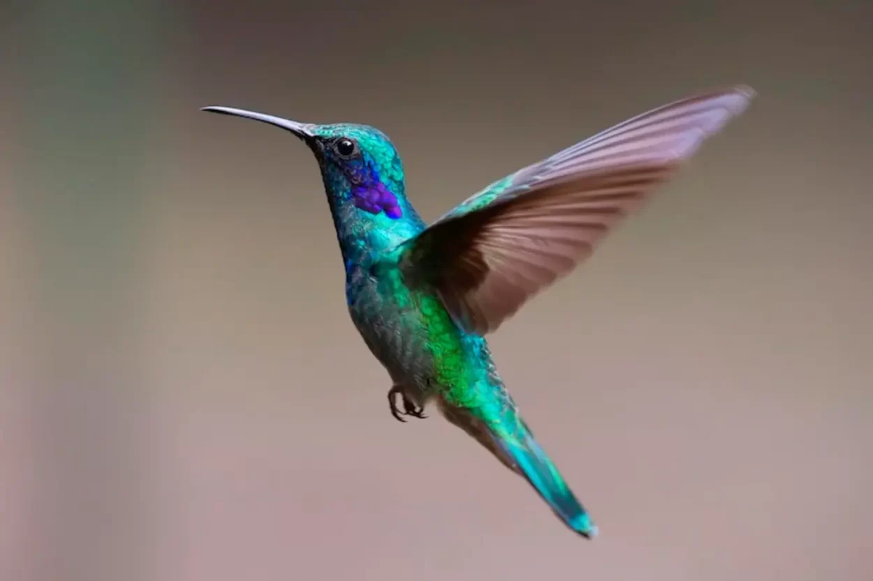 colibri-que-significa-espiritual