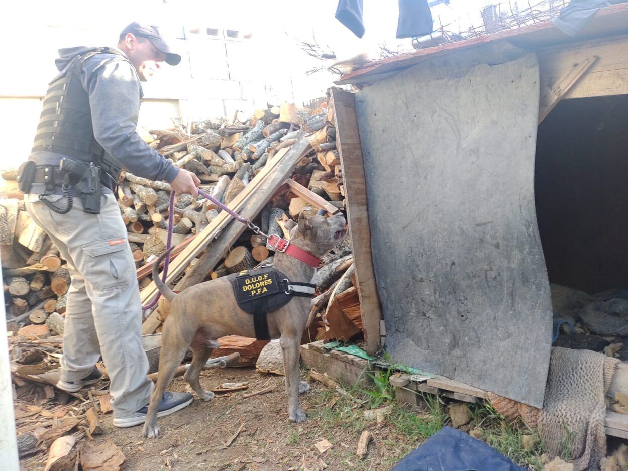 Allanamientos por drogas en chascomús: secuestran 20 kilos de marihuana