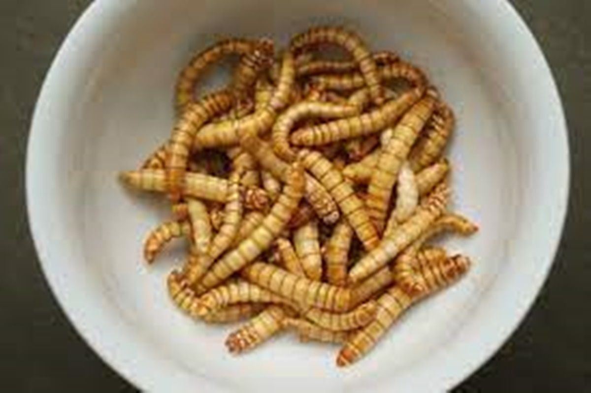 Evalúan el uso de insectos como alternativa de alimentación