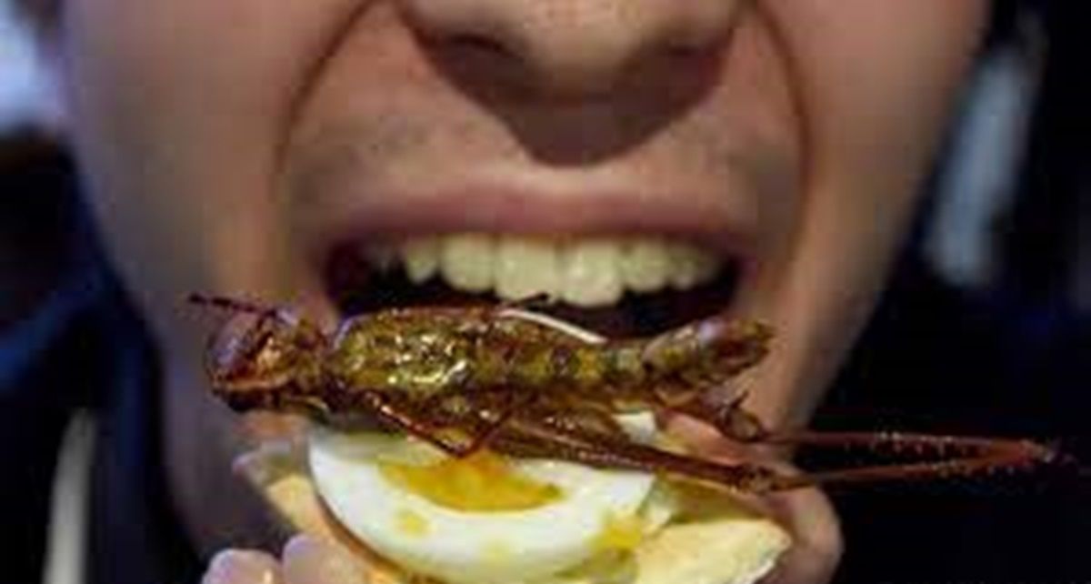 Evalúan el uso de insectos como alternativa de alimentación