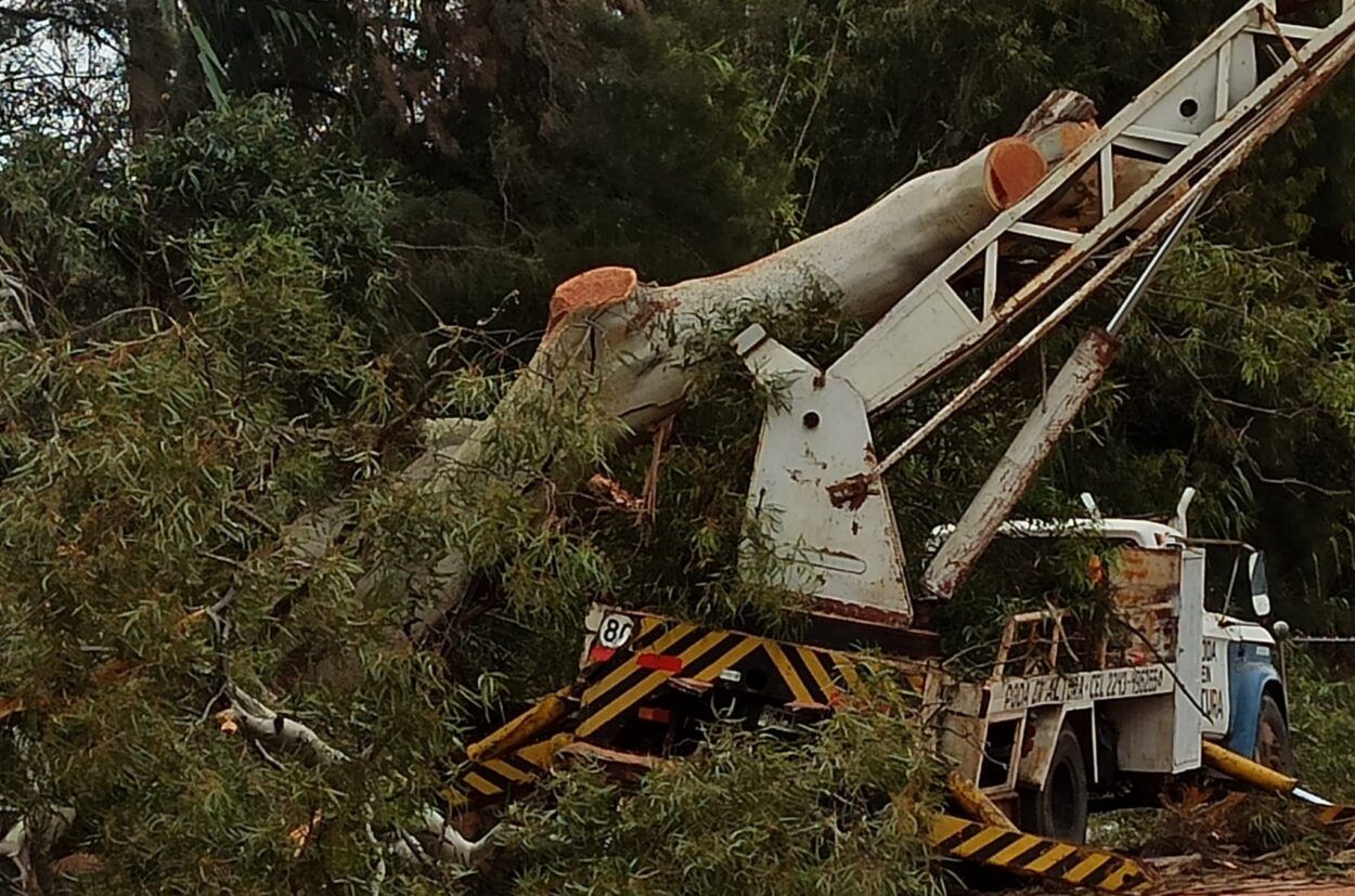 Pila: joven herido al caer del balde de un camión elevador mientras podaba un árbol