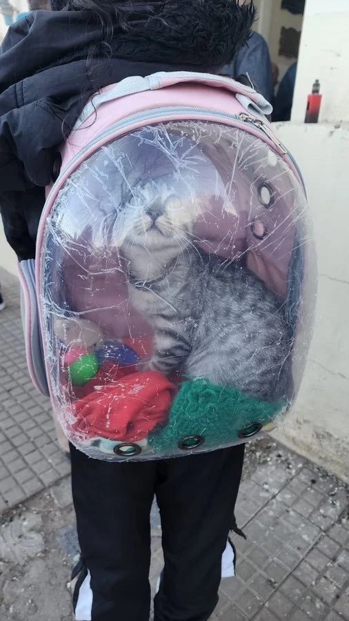 ¡insólito! Una joven fue a votar con su gato en una mochila