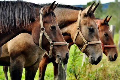 Caballos encefalomielitis equina