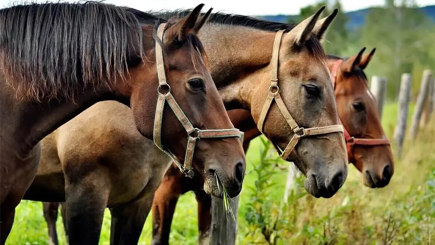 Caballos encefalomielitis equina