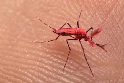 mosquitos rojos